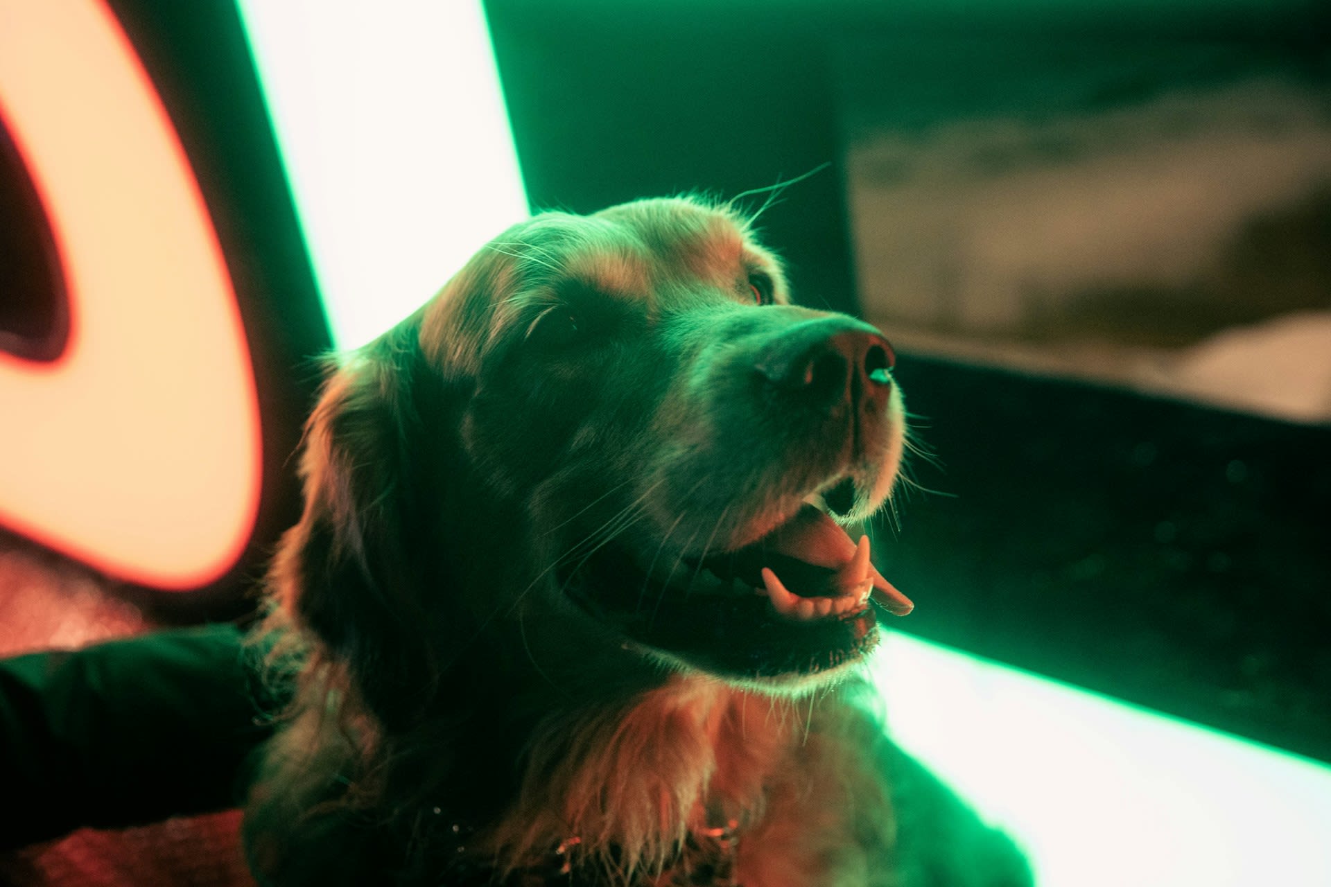 Dog-friendly nights on Blenheim Palace's Christmas Illuminated Trail