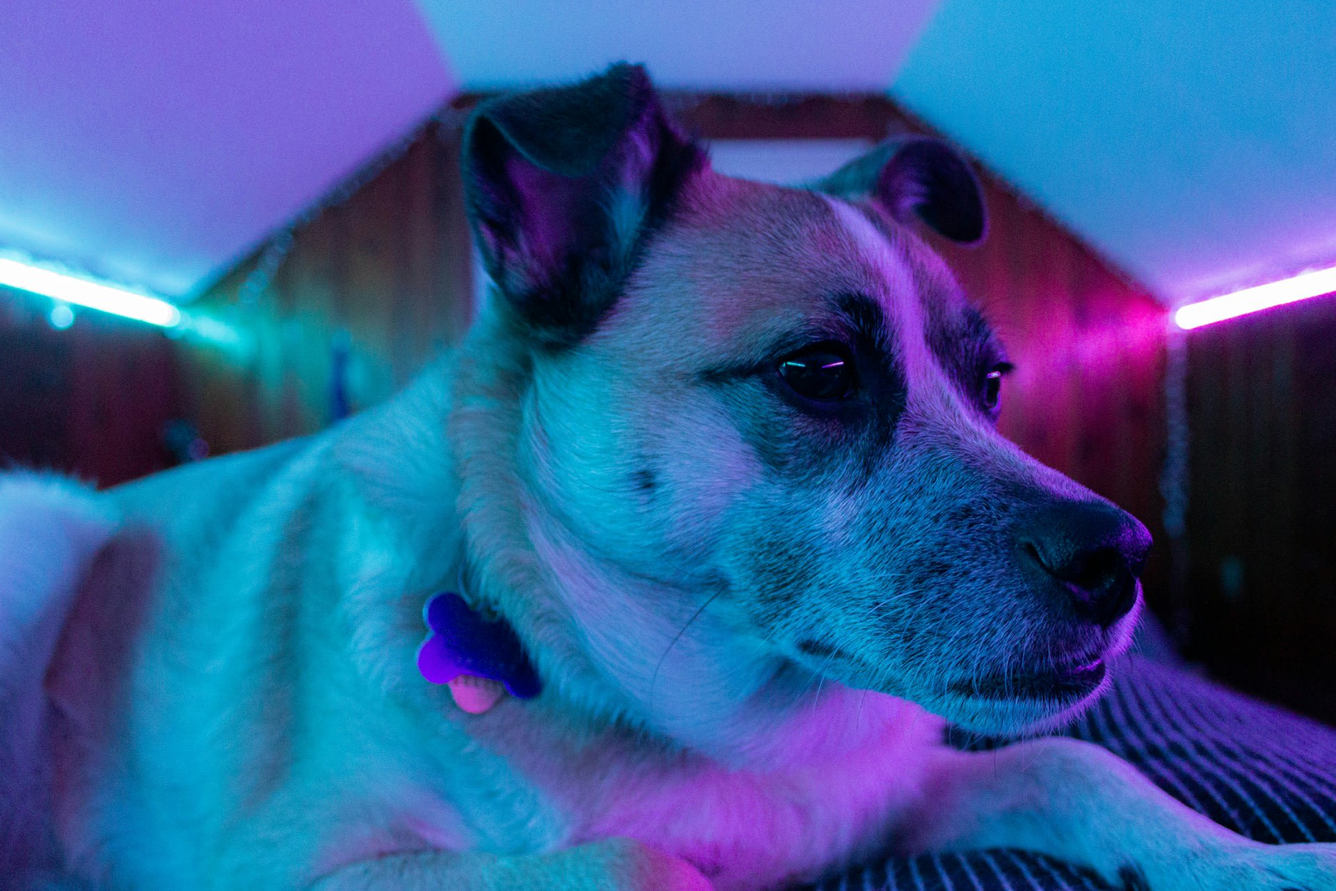 Dog-friendly Thursdays on the Light Post Farm Christmas light trail