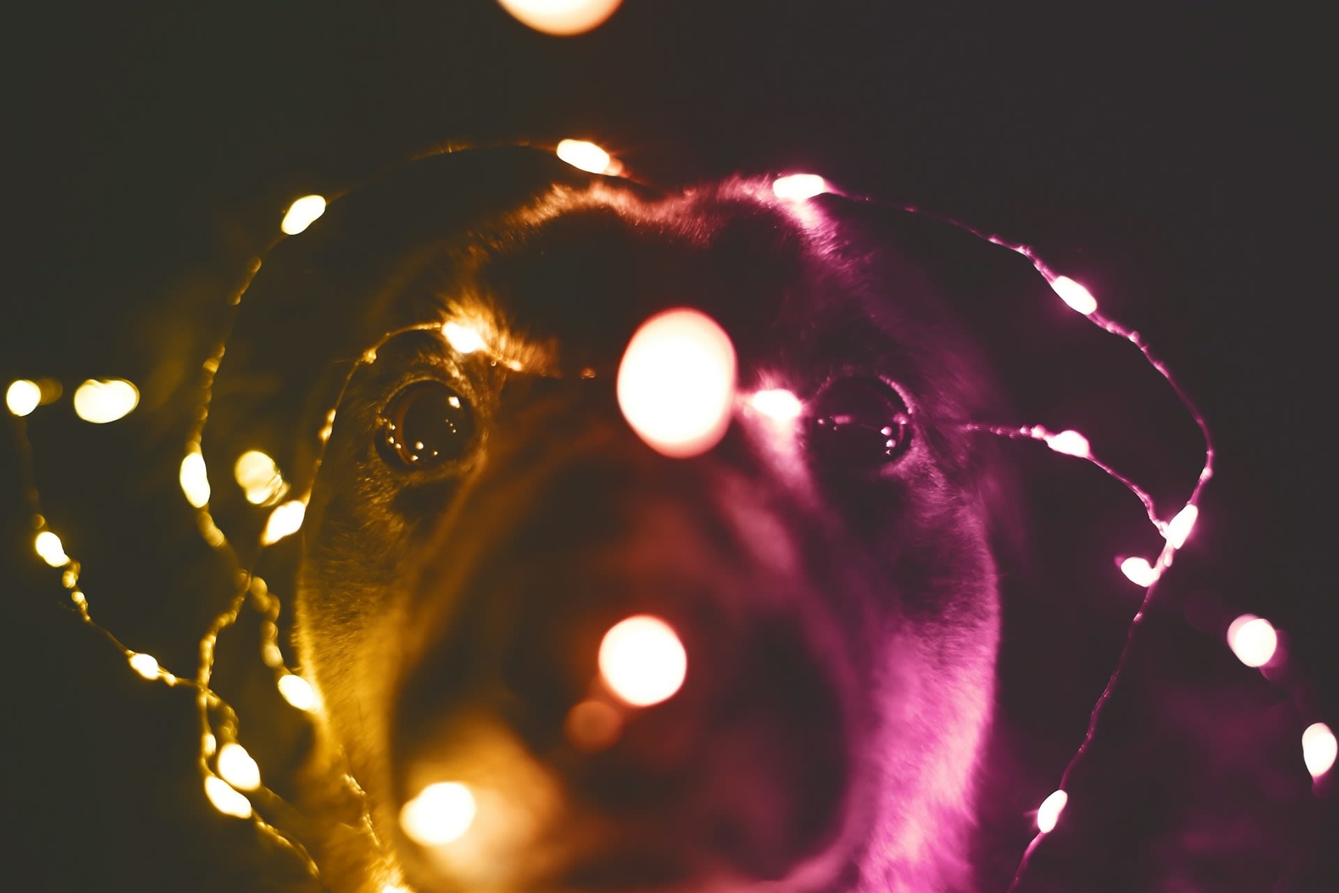 Dog-friendly nights on the Land of Lights lantern trail, Warrington