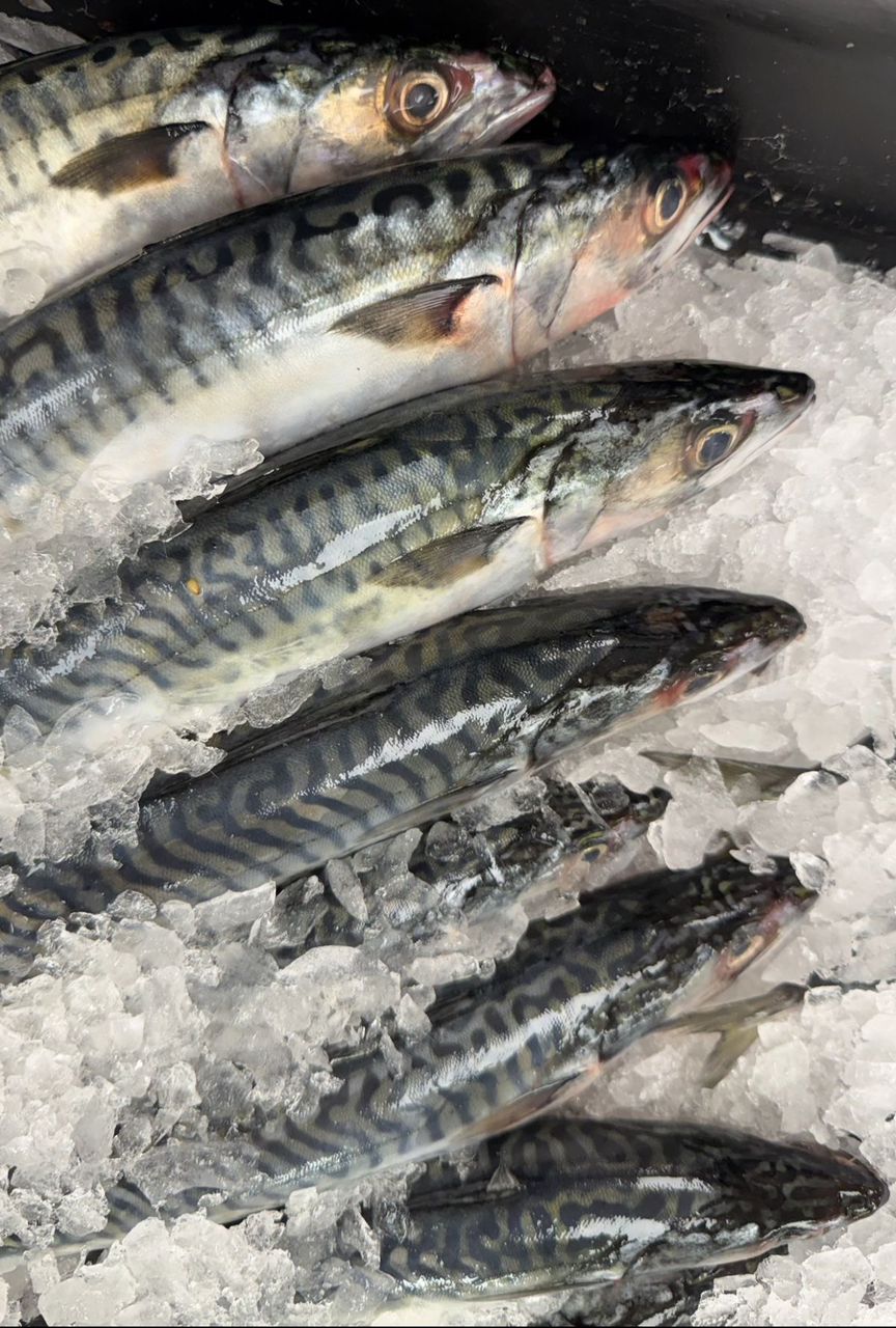 Fish