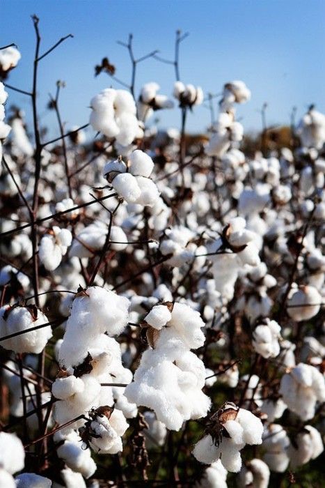 Cotton