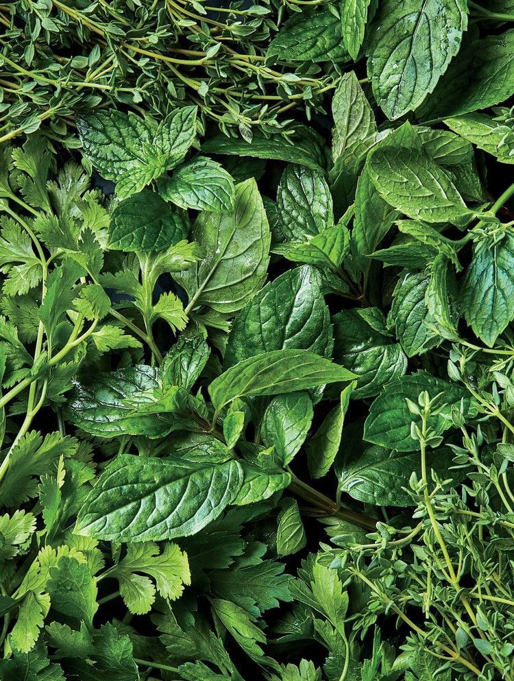 Herbs