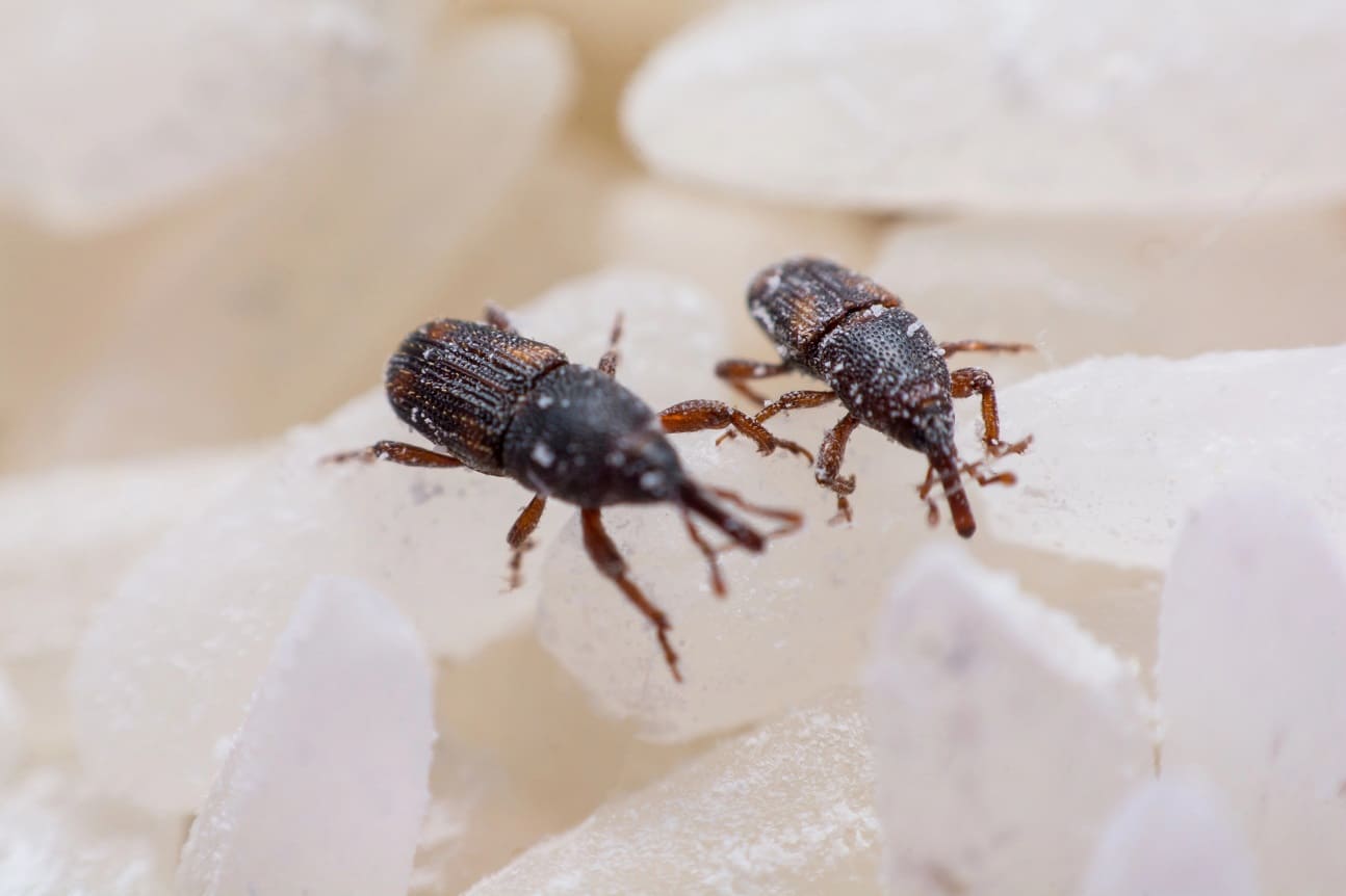 rice weevil or science names sitophilus oryzae close up on white rice destroyed
