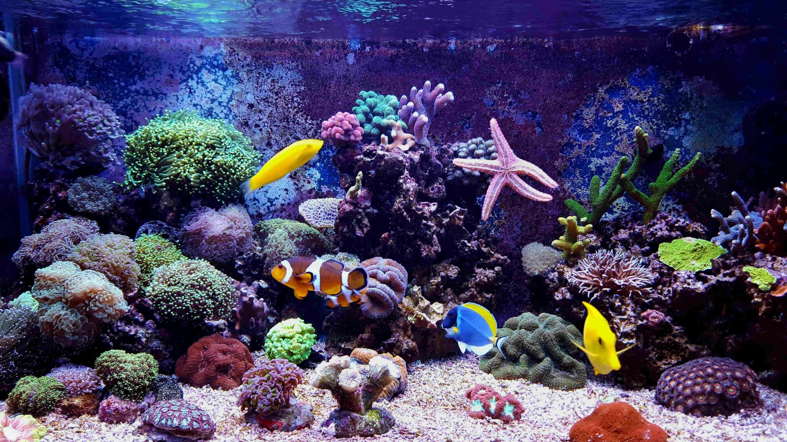 2021-09-aquarium-eau-de-mer-sol-scaled.jpg