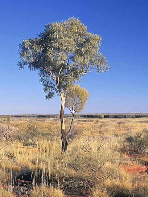 Picture of Uluru, Petermann NT, Australia