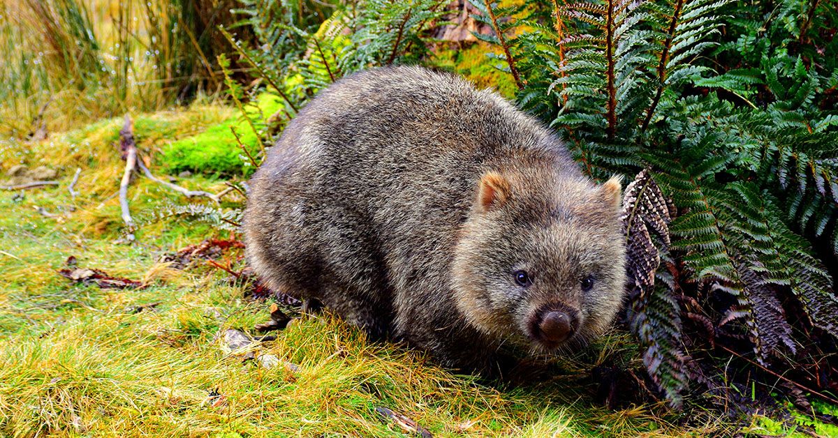 Protecting Wombats in Australia