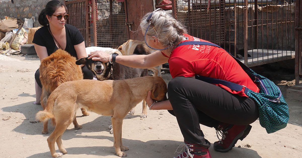 Canine Rehabilitation in Nepal