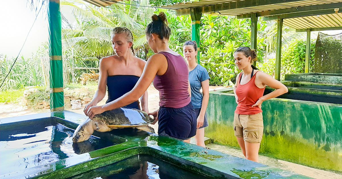 Turtle Conservation in Sri Lanka