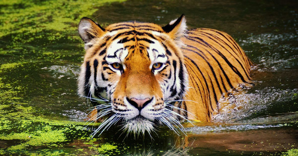 Tiger Populations Tripled in Nepal