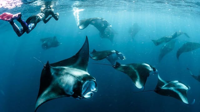 Dive to make a difference with Manta...