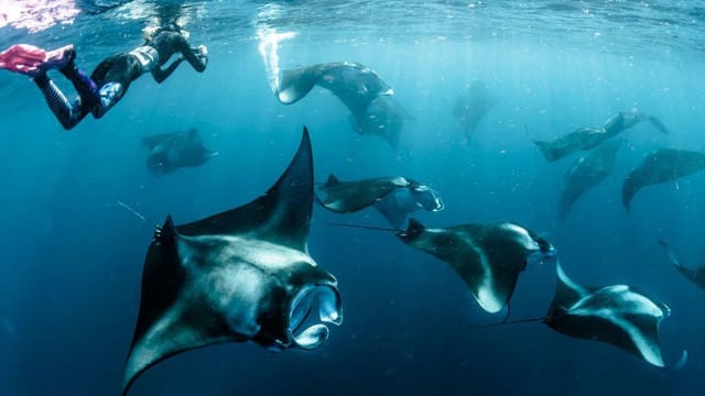 Dive to make a difference with Manta Trust