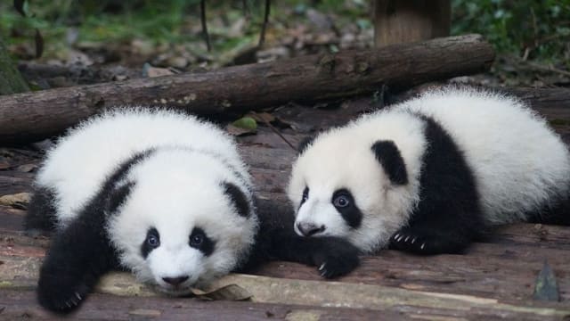 Volunteering with Pandas in rural China