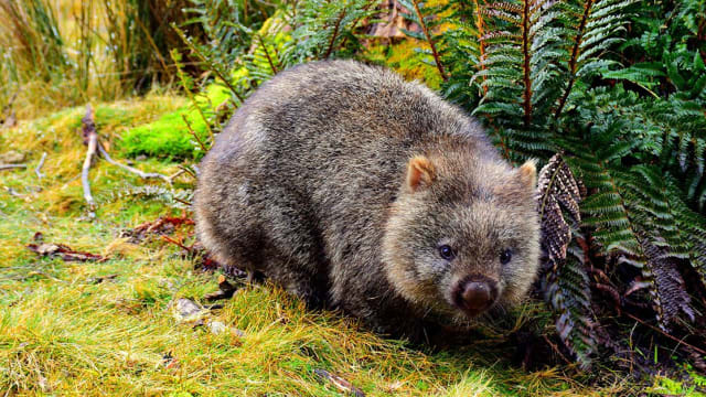 Protecting Wombats in Australia