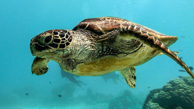 Turtle Conservation in Cape Verde