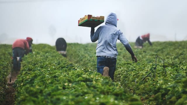 Farming Experience in Chile