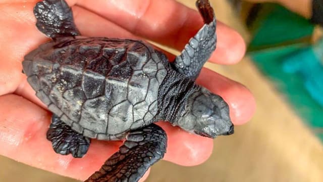 Turtle Sanctuary Biologist Internship in Costa Rica
