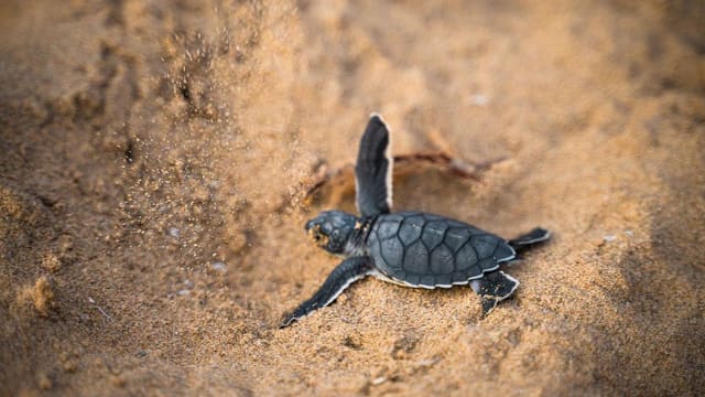 Turtle & Marine Conservation in Costa Rica