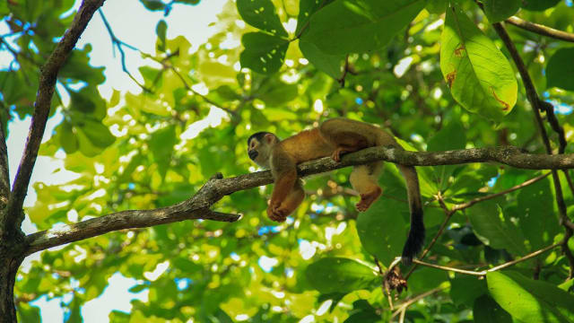 Wildlife Sanctuary in Costa Rica