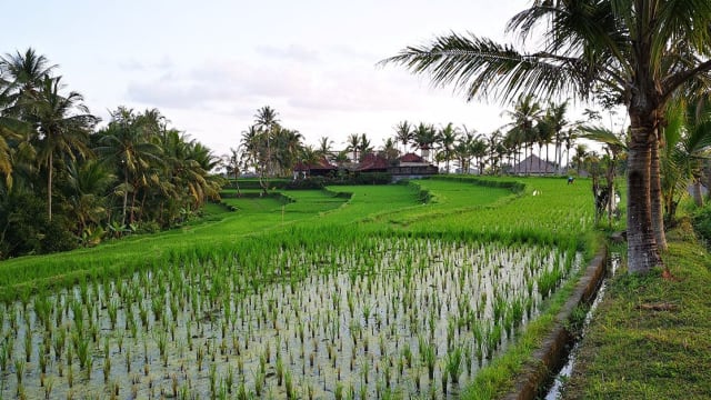 Culture Week in Bali, Indonesia