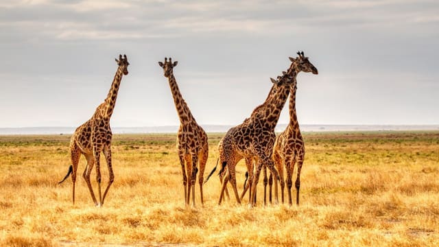 Wildlife Conservation in Kenya