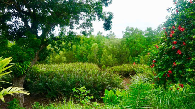 Mangrove Conservation in Madagascar