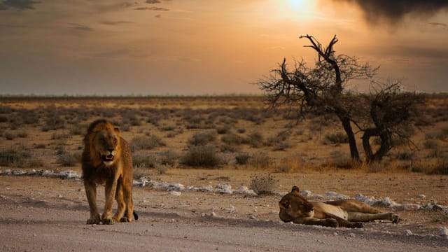 Wildlife Conservation in Namibia