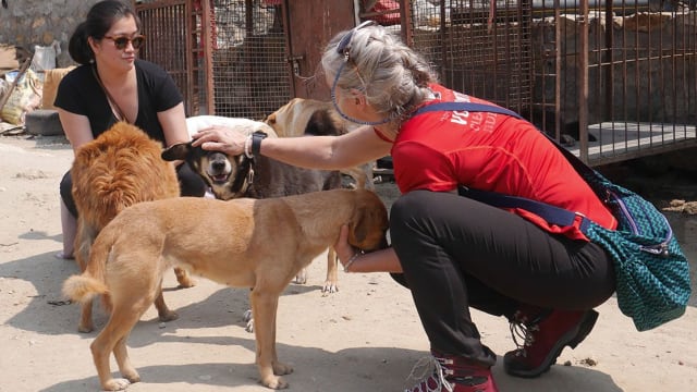 Canine Rehabilitation in Nepal
