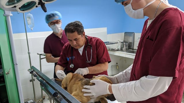 Veterinary Dog Clinic in Peru