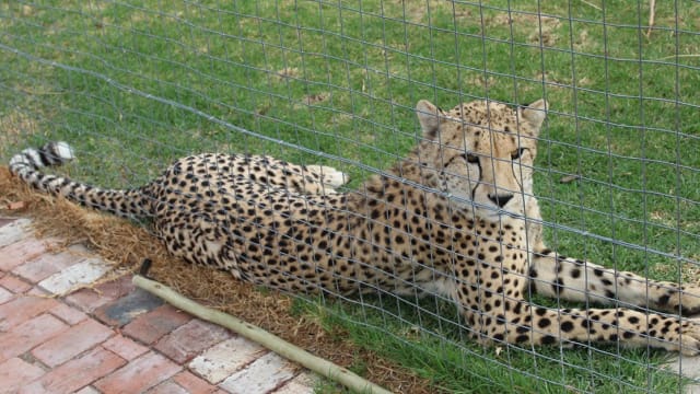 Cheetah Conservation in South Africa