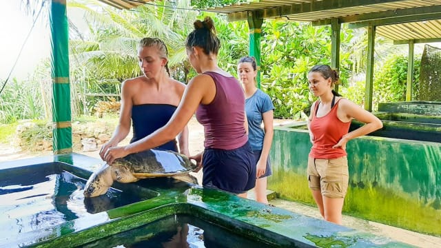 Turtle Conservation in Sri Lanka