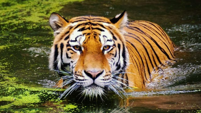 Tiger Populations Tripled in Nepal