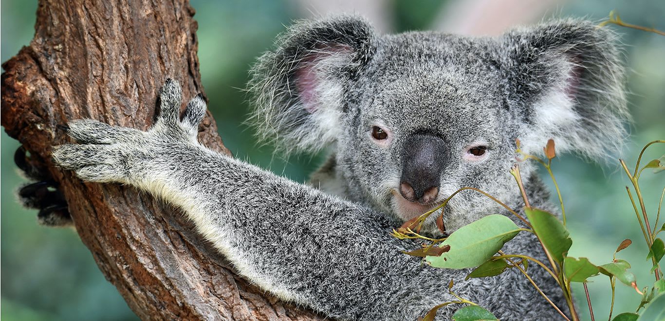 Koala in the Wild, Australia