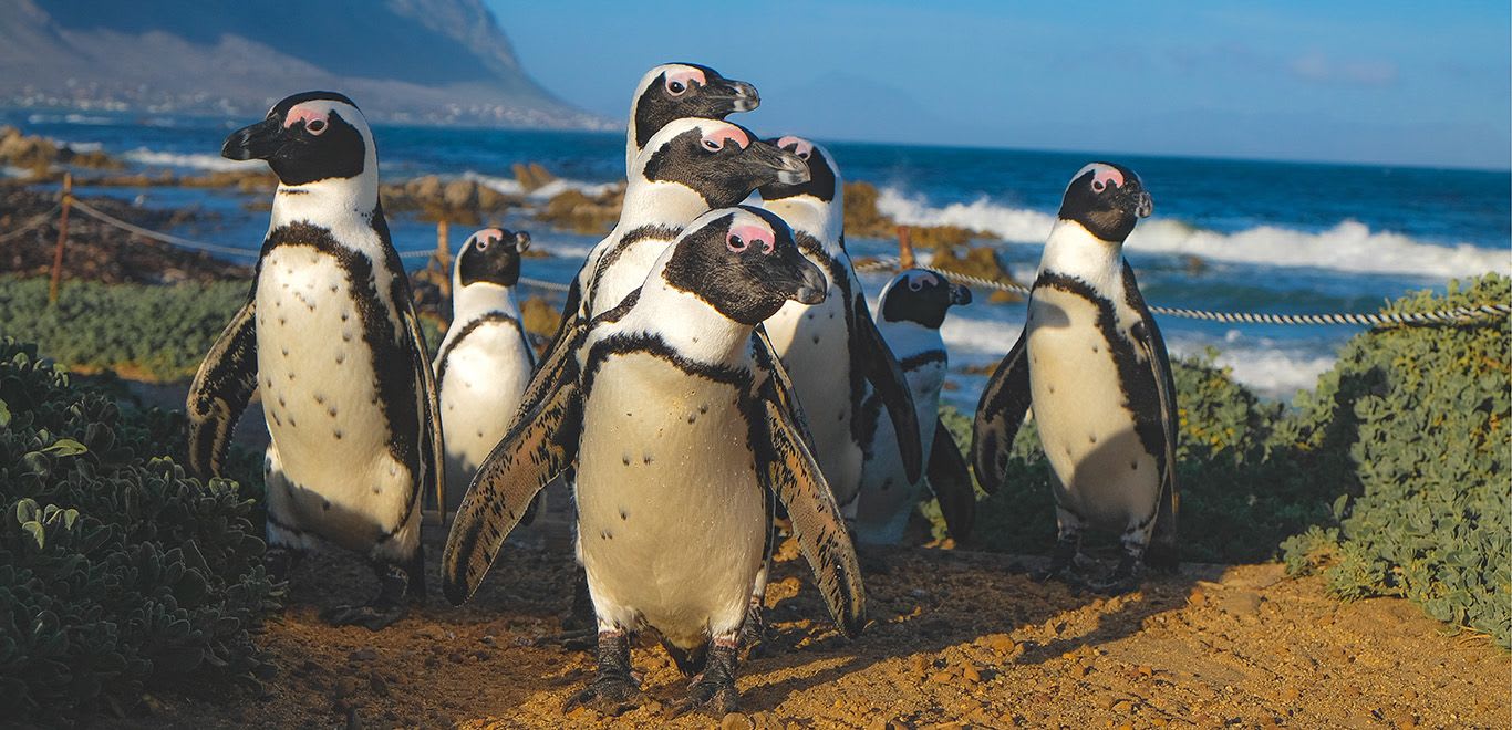 Betty's Bay, South Africa