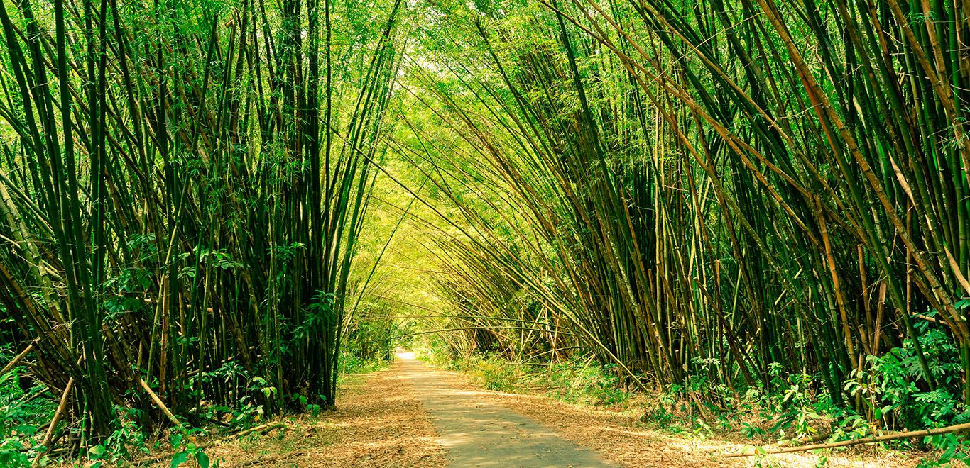 Bamboo Cathedral, Radio Tower Road, Trinidad and Tobago