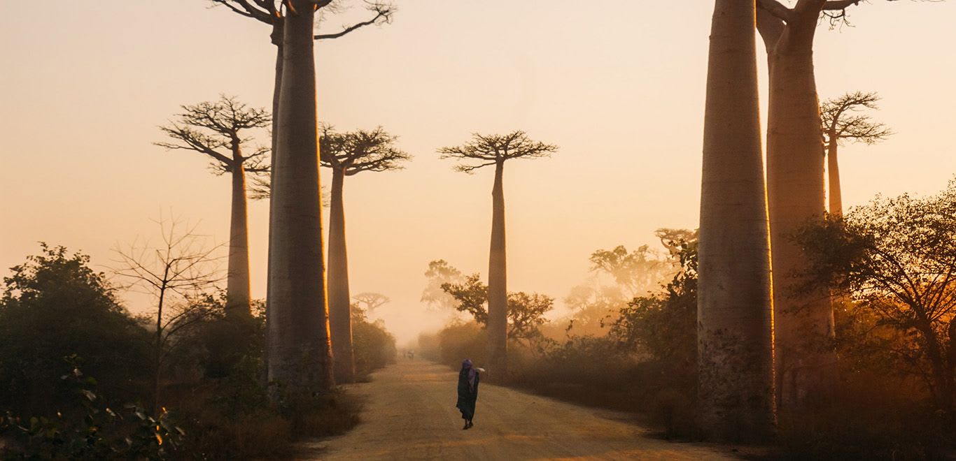Baobab Trees in Morondava, Madagascar