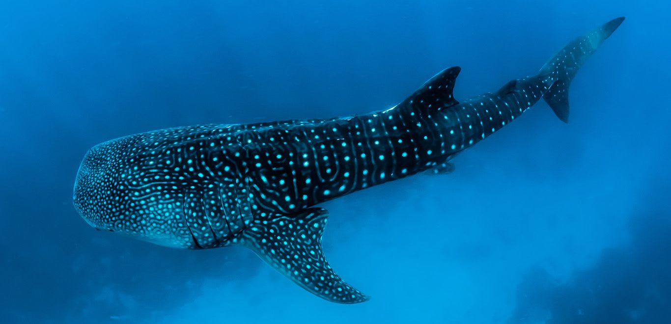 Diving with Whale Sharks in the Maldives 