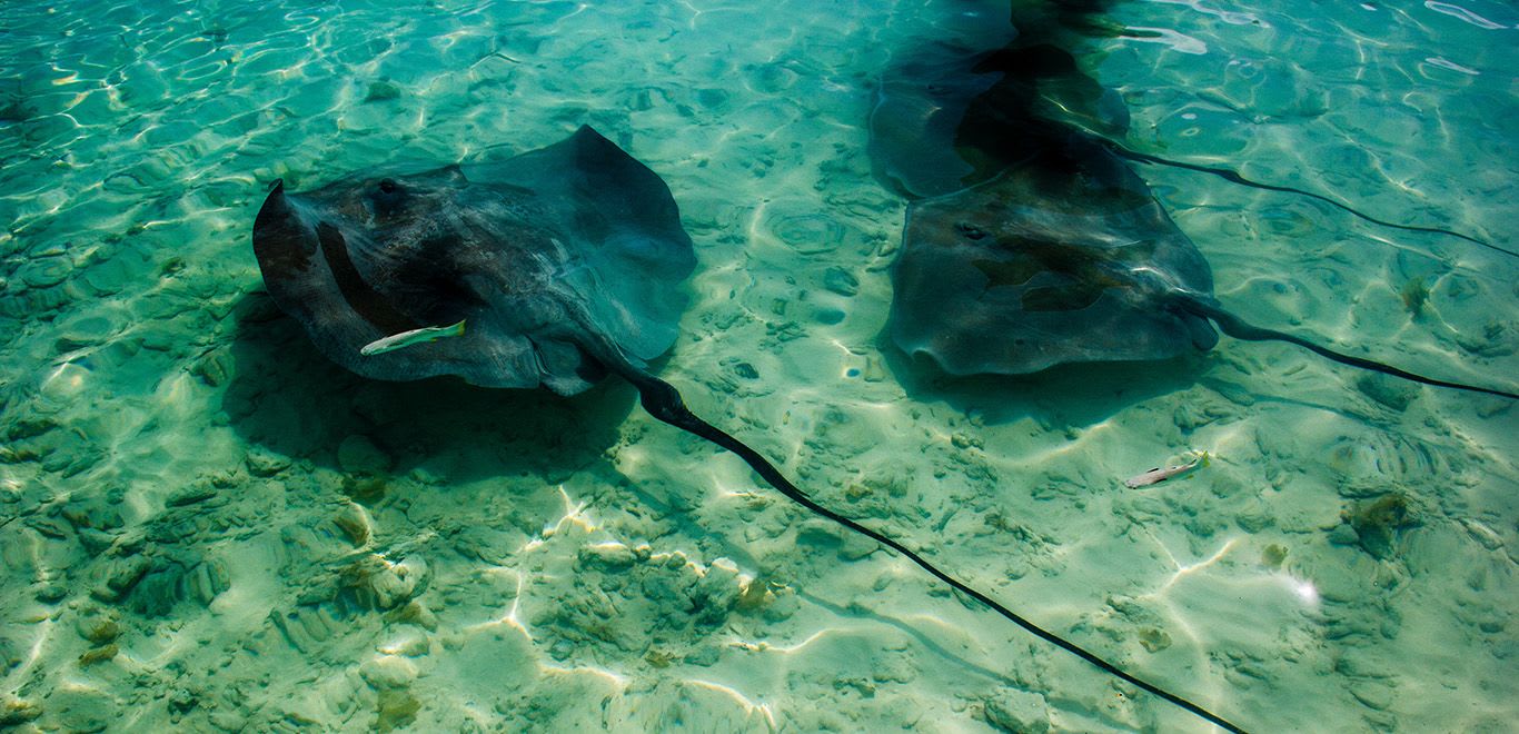 Bora Bora Stringrays French Polynesia