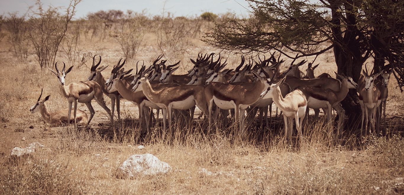 A herd of springboks in the Namibian bush