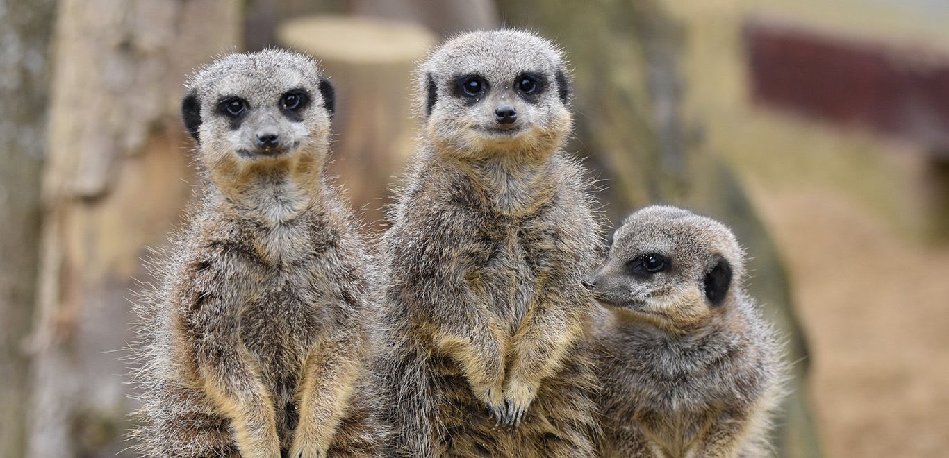 Meerkats in Namibia