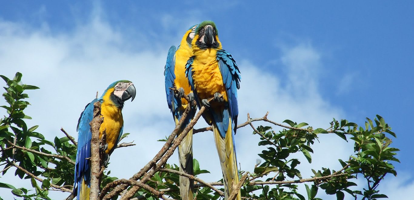 Parque Nacional Canaima in Venezuela