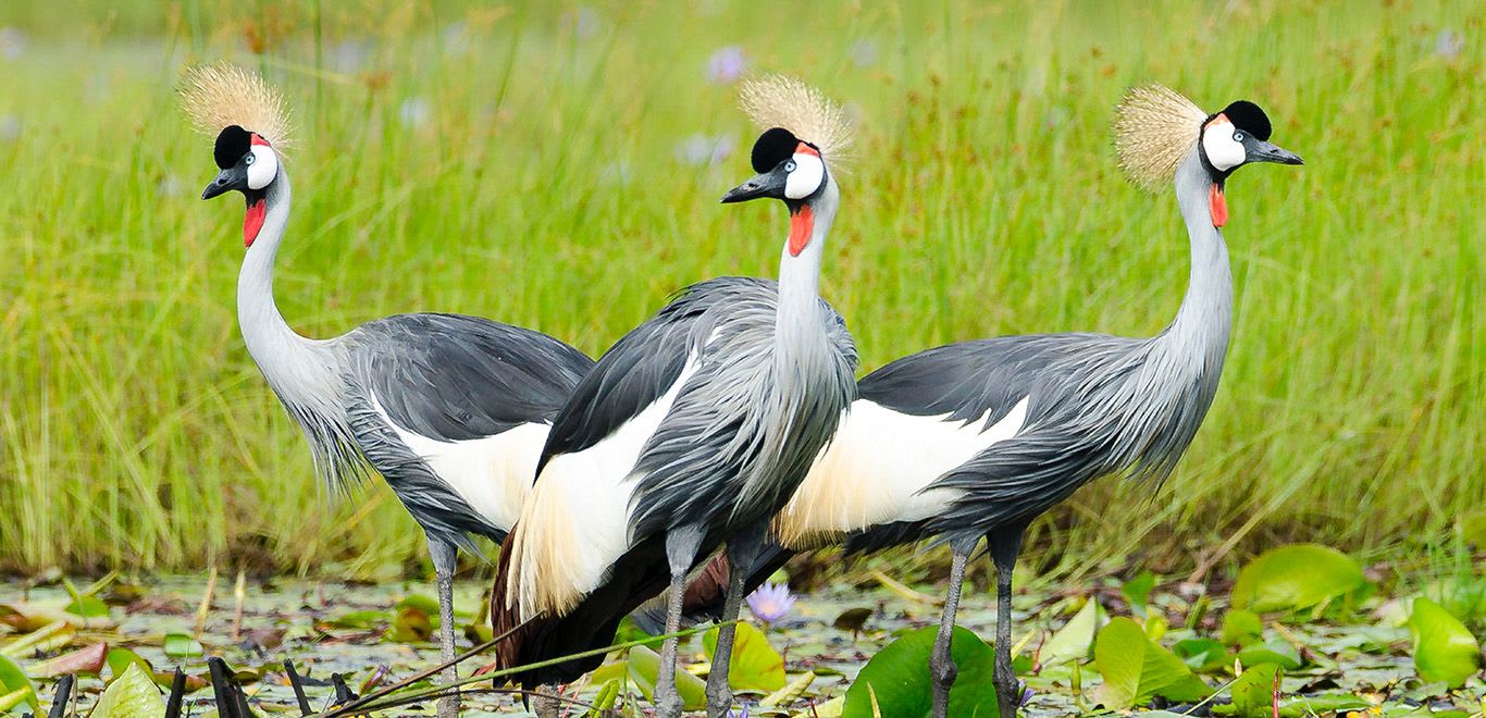 Mabamba Swamp, Uganda