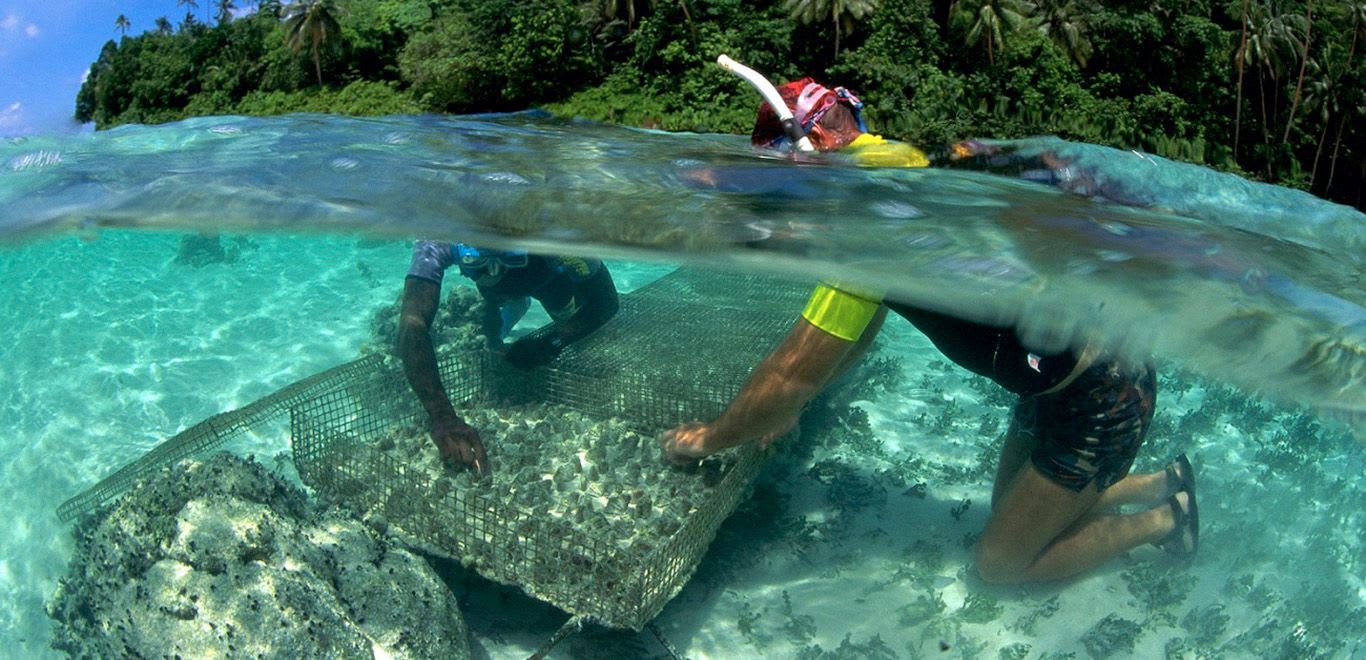 Giant clam cage basic husbandry in the Solomon Islands