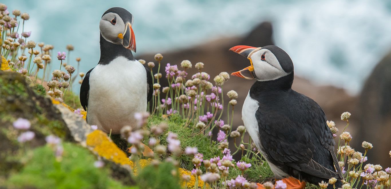 Puffins talking on the Saltee Islands, Ireland