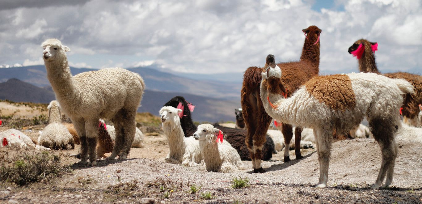 Lamas Colca Canyon - Peru 