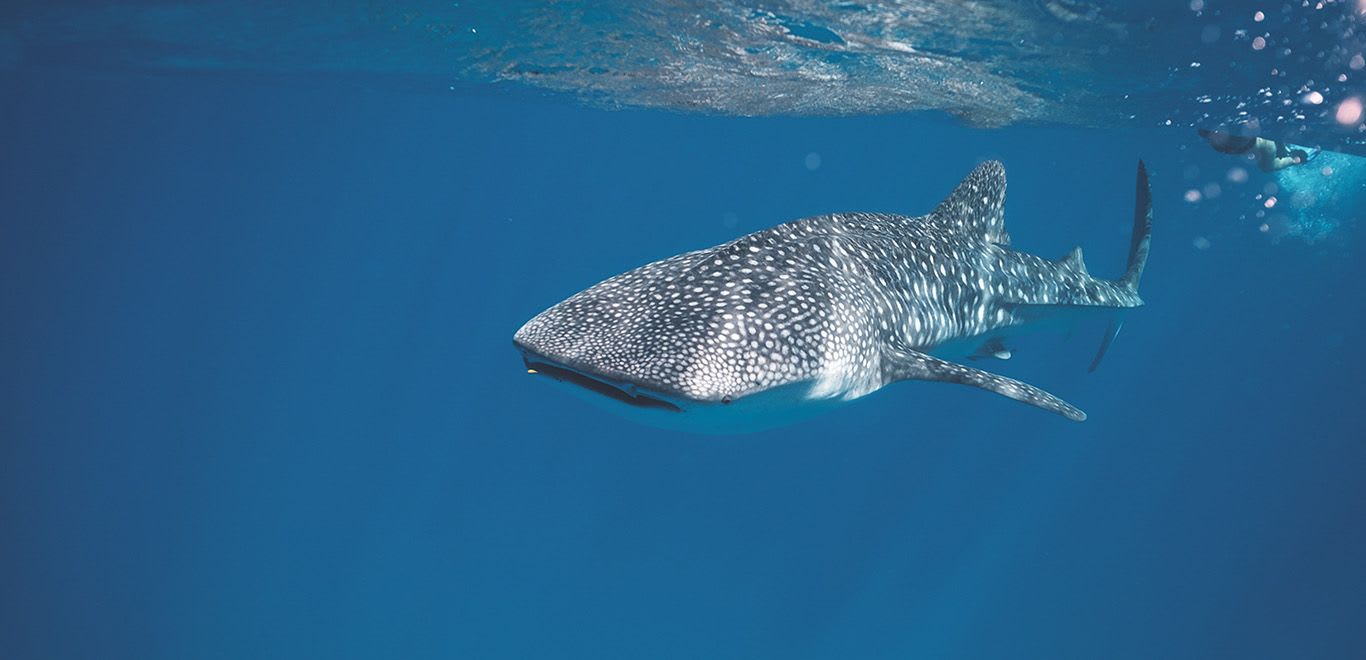 Whale Sharks off Cancun