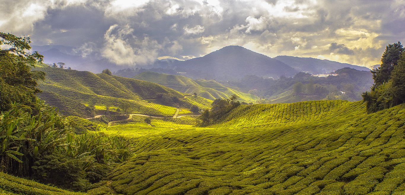 Cameron Highlands, Malaysia