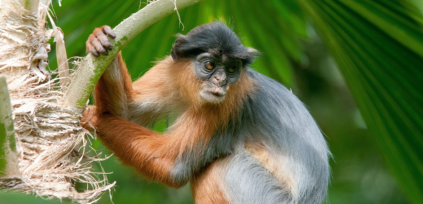 Bijilo Monkey Park, Gambia