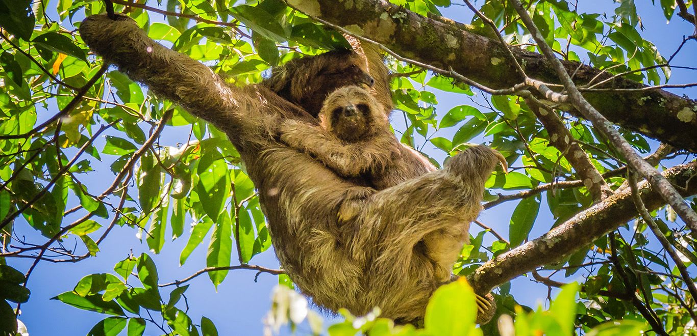 Sloths in the trees of Nicaragua