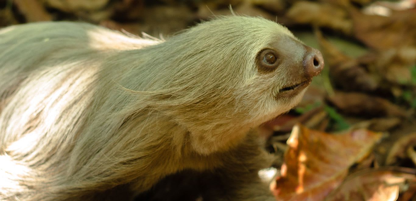 Sloths in Panama