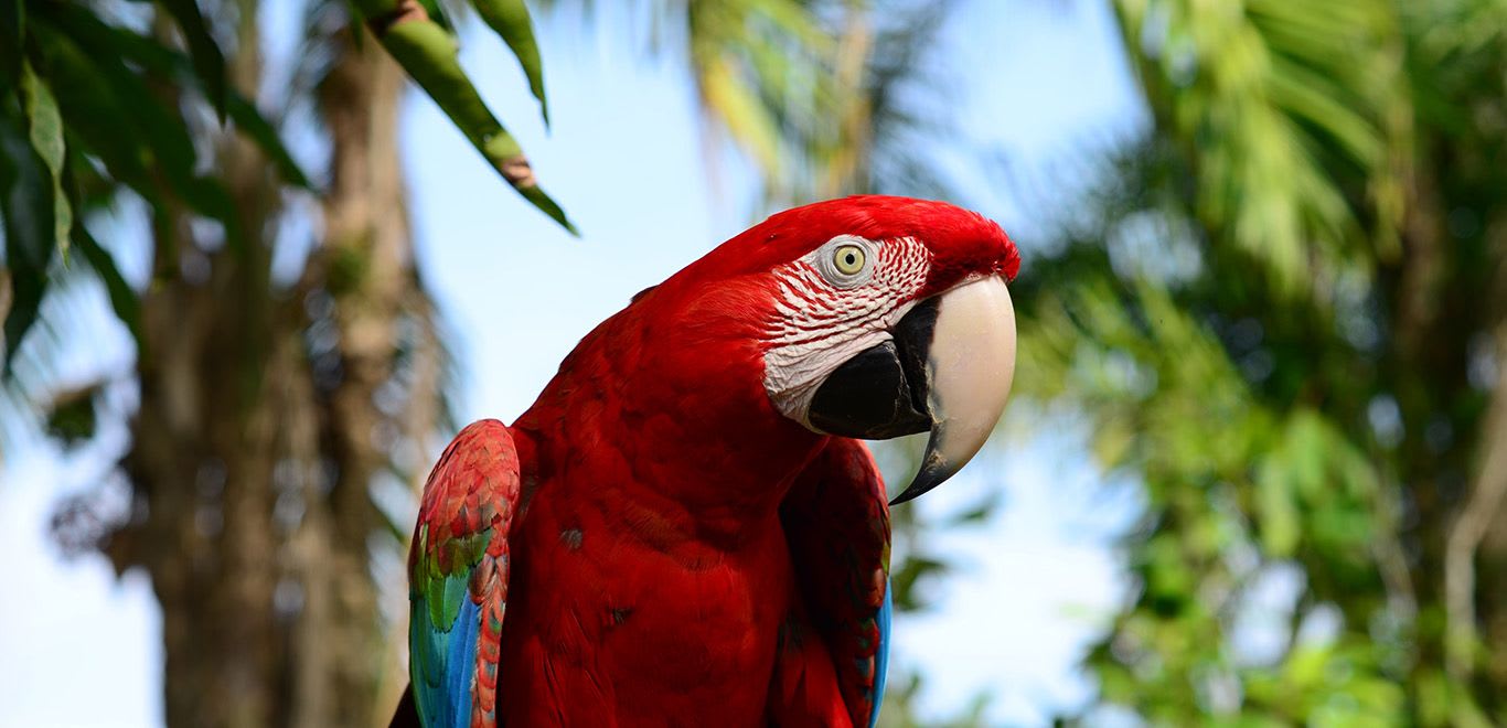 Pacaás Novos National Park - Brazil